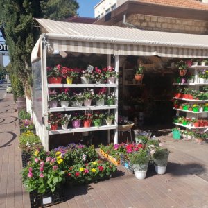 אחוזת הפרחים 