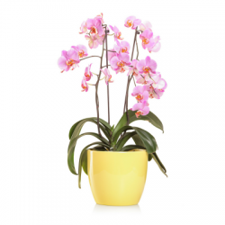 סחלב בעציץ 3 ענפים