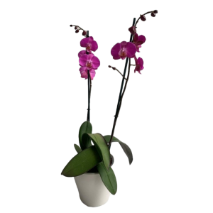 סחלב כפול 2 ענפים