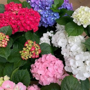 עציץ הורטנזיה