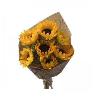 באנץ חמניות