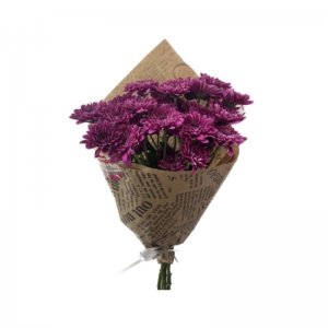 באנץ חרצית סגולה/ורודה