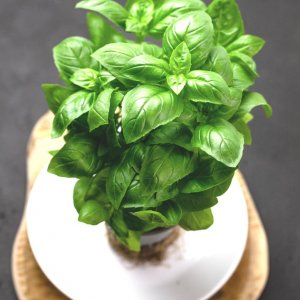 צמח בזיליקום BASIL