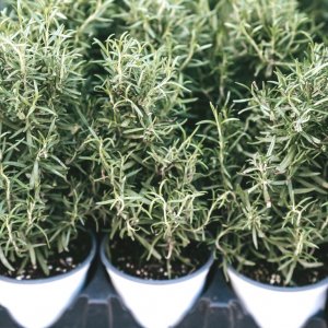 רוזמרין Rosemary