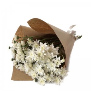 חבילת חרצית לבנה