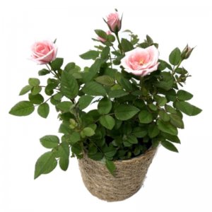 עציץ ורד ננסי