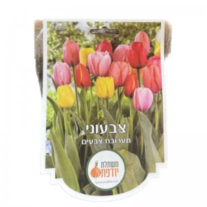פקעות צבעוני - טוליפ