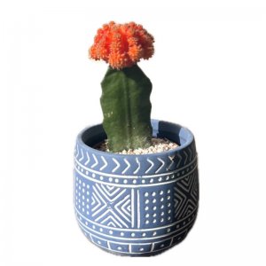 קקטוס מורכב