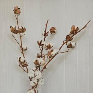 ענף כותנה טבעית