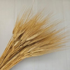 צרור שיבולים/ חיטה