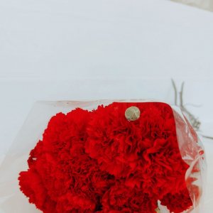 באנץ' ציפורן