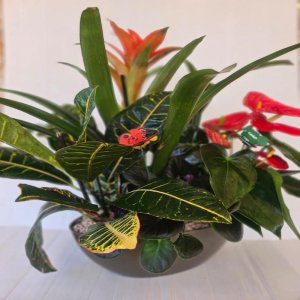 קוקטייל אנטוריום גוזמניה וקרוטון