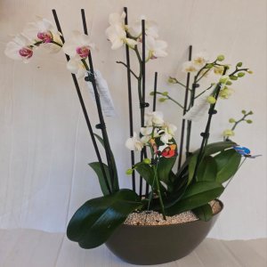 קוקטייל סחלבים