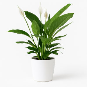 עציץ ספטיפיליום