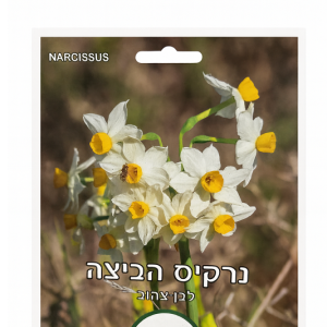 נרקיס הביצה