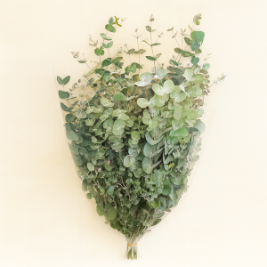 ענפי אקליפטוס