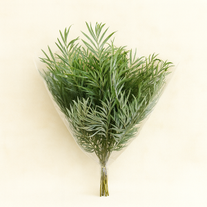 ענפי רובוסטה