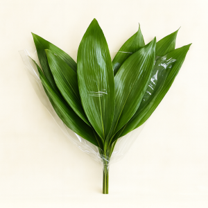 ענפי מגינית