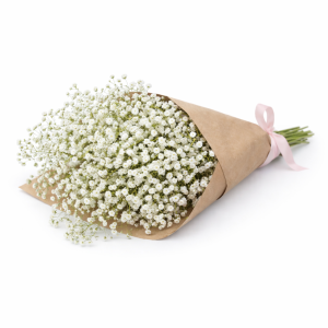 באנץ' גיבסנית לבנה