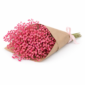 באנץ' גיבסנית אדומה