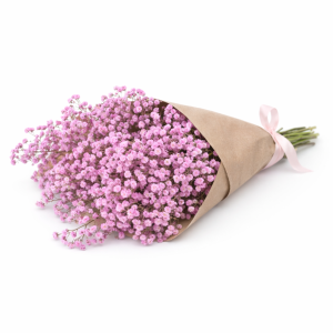 באנץ' גיבסנית ורודה