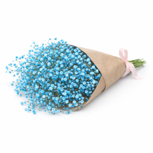 באנץ' גיבסנית תכלת/כחול