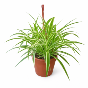 ירקה - צמח העביש