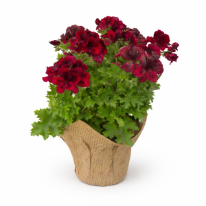 גרניום צרפתי