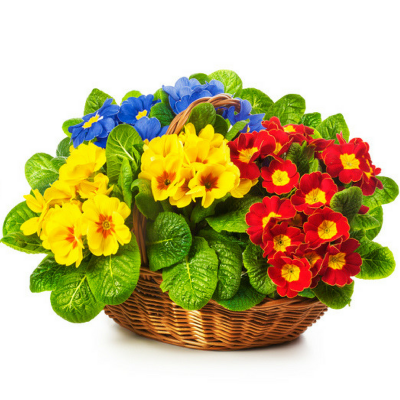 מיקס עציצים פורחים בסלסלה