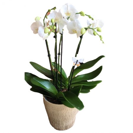 סחלב גדול 4 ענפים מיוחד ומרשים