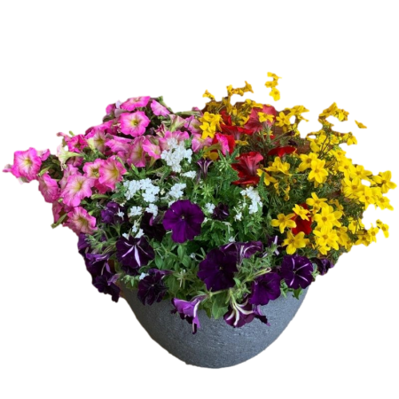 אדנית צבעונית ומרהיבה