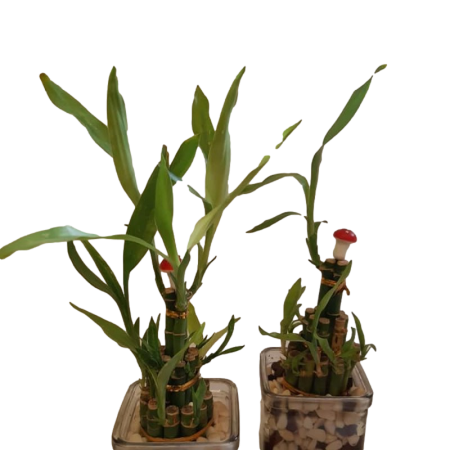 במבוק בכלי מרובע זכוכית