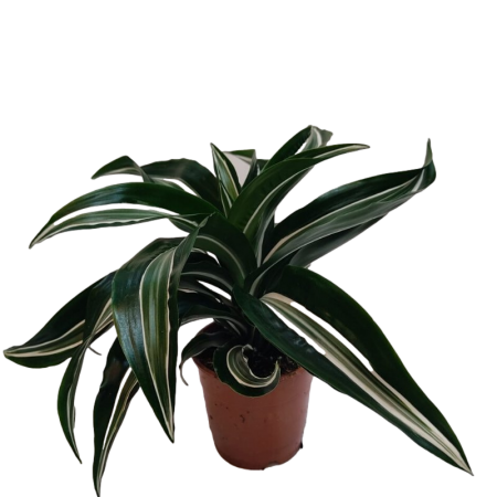 דרצנה ליים ירוק לבן