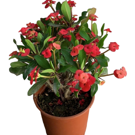 חלבלוב מילי