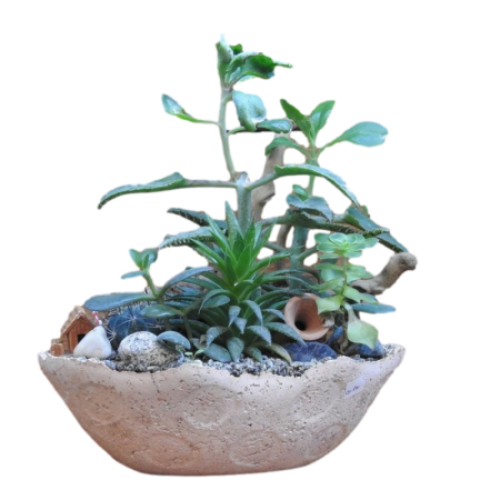 מיקס סקולנטים בכלי אבן מעוצב