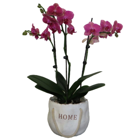 סחלב 3 ענפים סגול