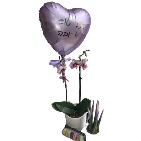 סחלב האחוזה