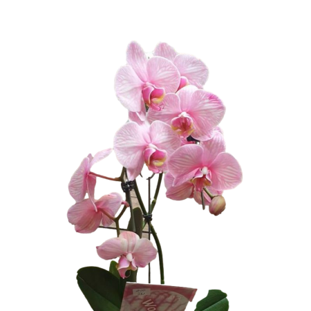 סחלב ורוד בהיר