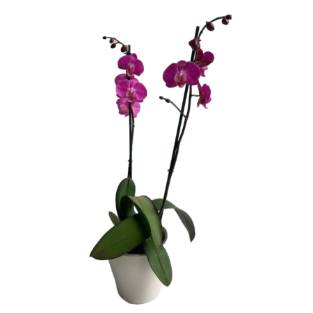 סחלב כפול 2 ענפים