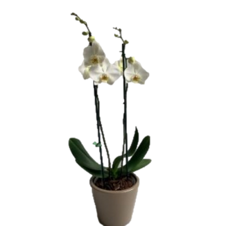 סחלב כפול 2 ענפים