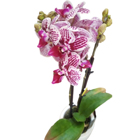 סחלב ננסי בצבע סגול