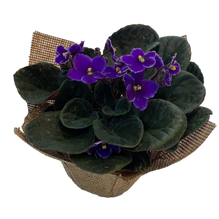 סיגלית באריזת יוטה