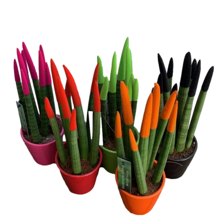 עץ הבריאות - מסנן אוויר