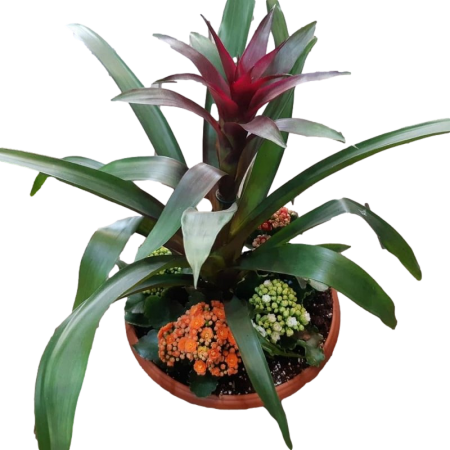 קוקטייל צמחי בית משולב גוזמניה