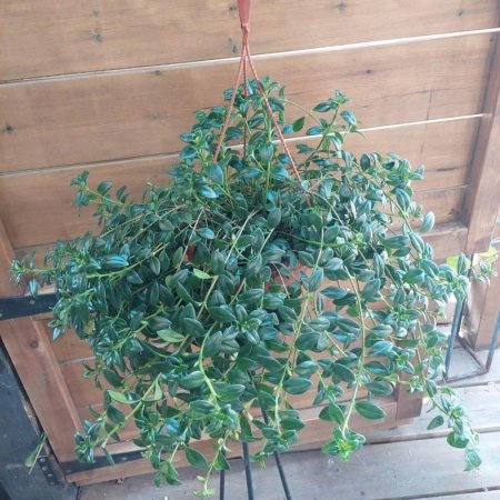 עציץ תליה נמנטנטוס