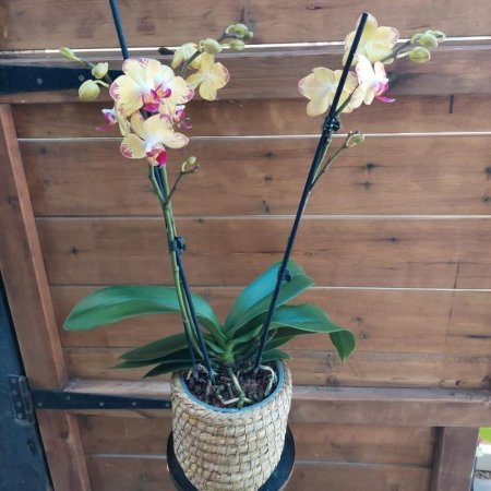 סחלב כפול 2 ענפים