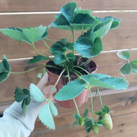 שתיל תות שדה