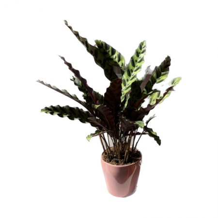 קלתאה אינסיגניס