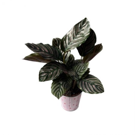 קלתאה אורנטה