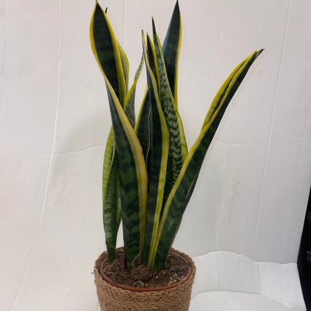 עציץ סנסיוריה - עץ הבריאות